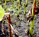 Специалисты Россельхознадзора предотвратили высев зараженных семян подсолнечника