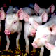 В Воронежской области ужесточен контроль за ввозом свиней из Краснодарского края