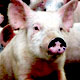 В Воронежской области выявлен случай заболевания свиней африканской чумой
